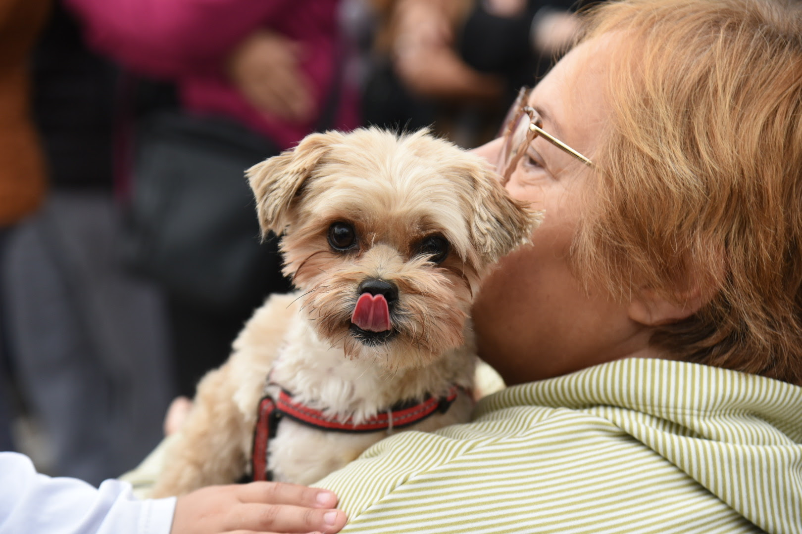 La Plata organiza jornadas gratuitas de vacunación y castración para mascotas en Tolosa