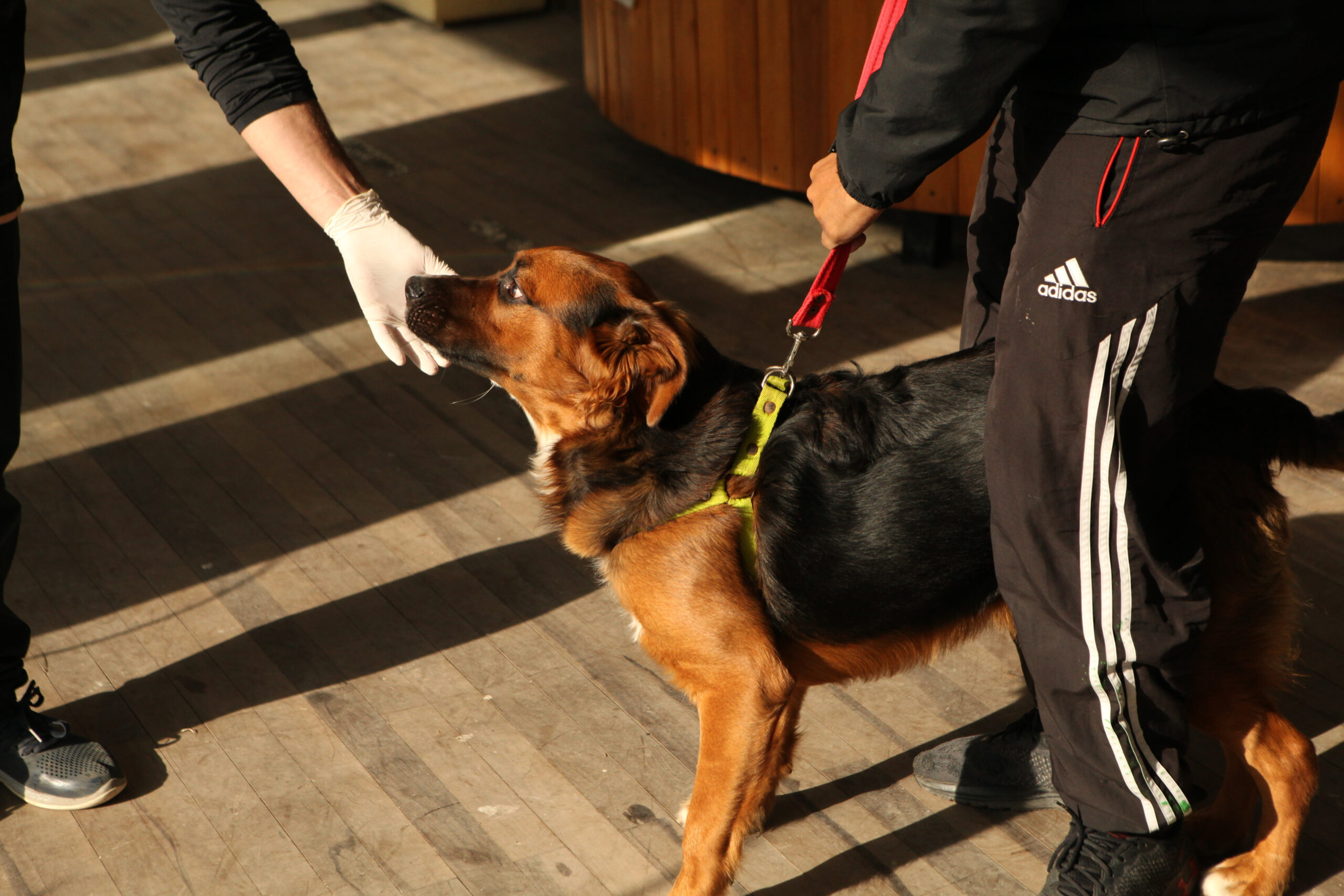 Jornadas Gratuitas de Vacunación y Castración para Mascotas en Villa Castells